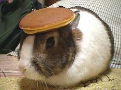 Bunny with a pancake on its head