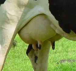 The Sacred Chao Udder